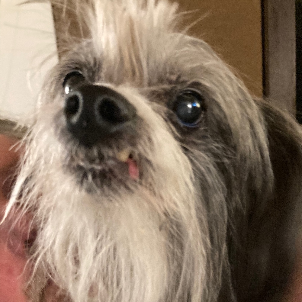 Meet your Posher, Posh